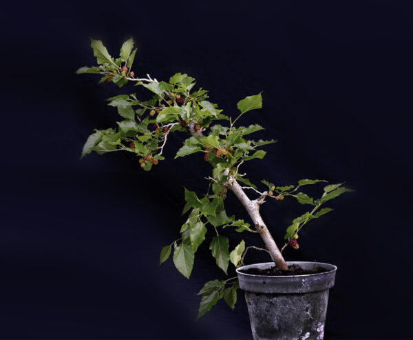 Japanese Mulberry Soyo - Image 6