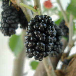 Japanese Mulberry Soyo