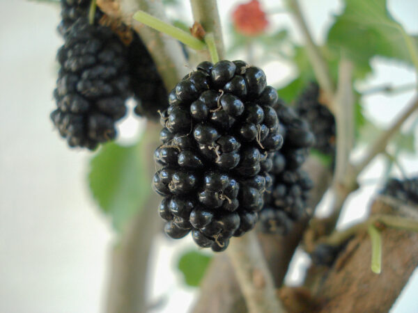 Japanese Mulberry Soyo