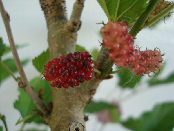 Japanese Mulberry Soyo - Image 4