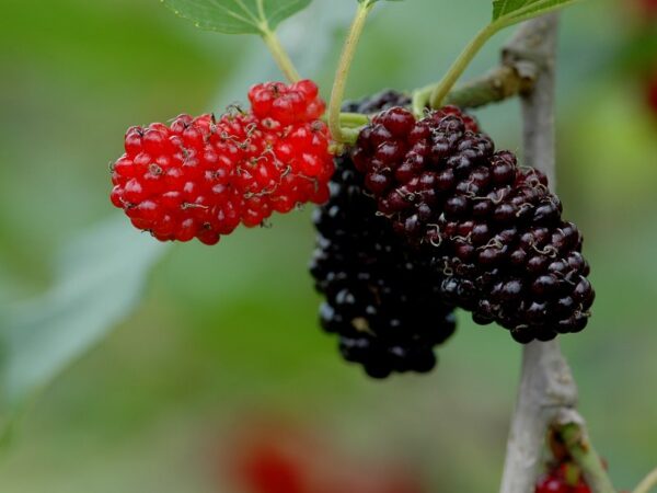 Japanese Mulberry Soyo - Image 3