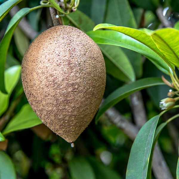‘Silas Woods’ SAPODILLA.  free shipping - Image 6