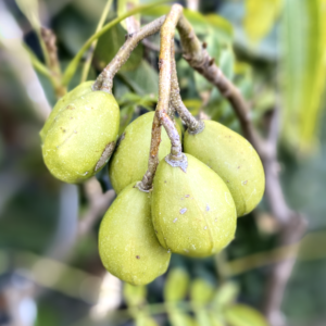 June Plum