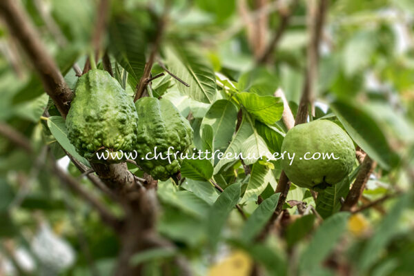 Guava Types - best quality is selected - Image 8