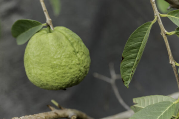 Emperor Guava--Big fruit-- Great Taste--   <<< free shipping >>> - Image 2