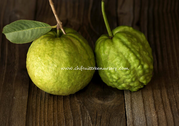 Emperor Guava--Big fruit-- Great Taste--   <<< free shipping >>> - Image 4