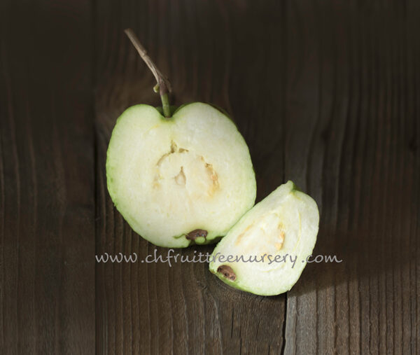 Emperor Guava--Big fruit-- Great Taste--   <<< free shipping >>> - Image 5