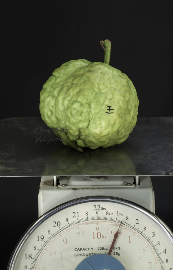 Emperor Guava--Big fruit-- Great Taste--   <<< free shipping >>> - Image 3