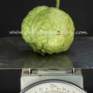 Emperor Guava--Big fruit-- Great Taste--   <<< free shipping >>>