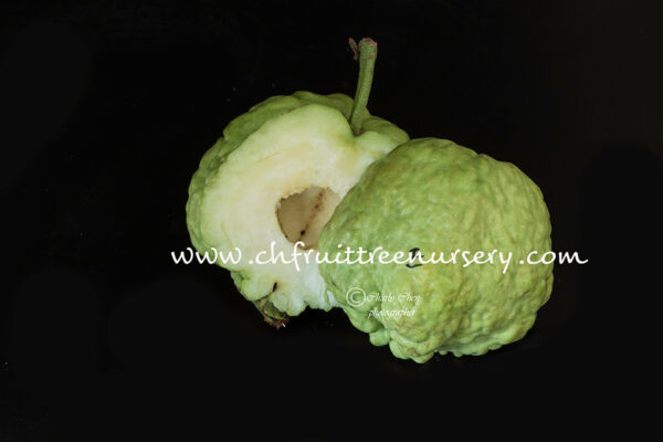 Emperor Guava--Big fruit-- Great Taste--   <<< free shipping >>> - Image 8