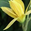 Golden Yellow Michelia Alba   ( free shipping ) - Image 3