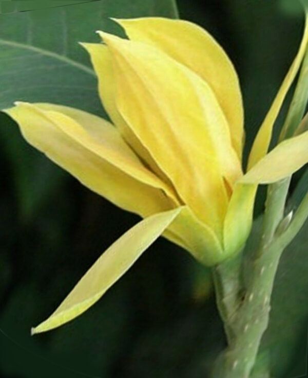 Golden Yellow Michelia Alba   ( free shipping ) - Image 3