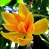 Golden Yellow Michelia Alba   ( free shipping ) - Image 2
