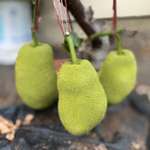 Jackfruit  (Air layer)