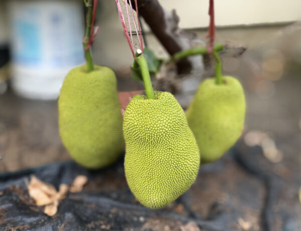 Jackfruit  (Air layer)
