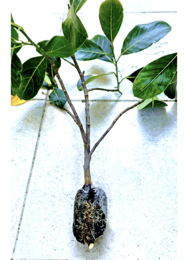 Jackfruit  (Air layer) - Image 5