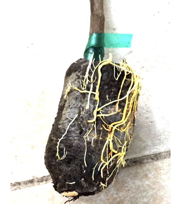 Jackfruit  (Air layer) - Image 4