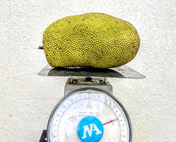 Jackfruit  (Air layer) - Image 6