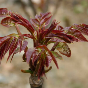 Toona Sinensis 香椿 free shipping