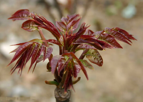 Toona Sinensis 香椿 free shipping