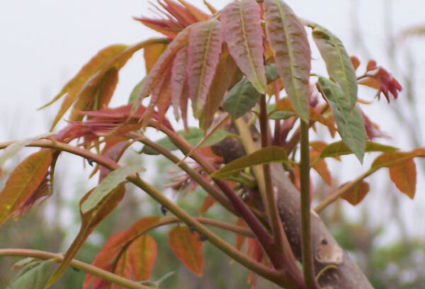 Toona Sinensis 香椿 free shipping - Image 3