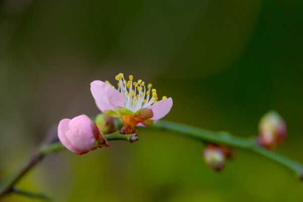 Bonsai - Image 5