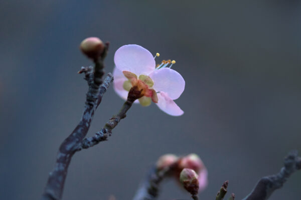 Bonsai - Image 6
