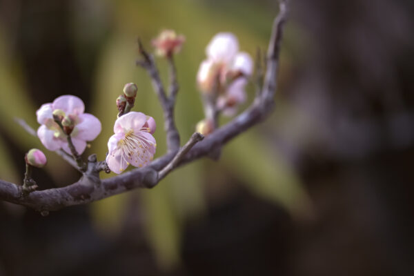 Bonsai - Image 8