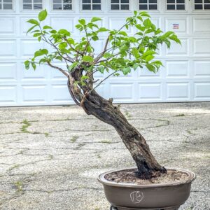 Bonsai