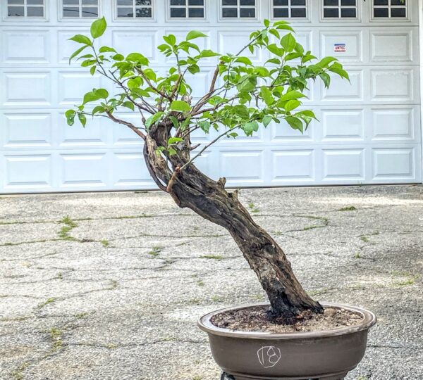 Bonsai