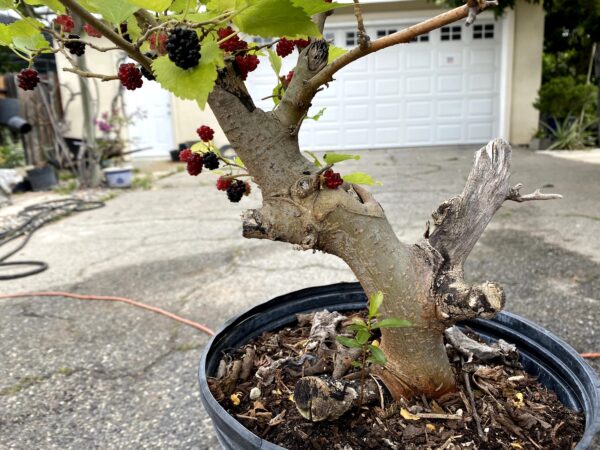 Bonsai - Image 3