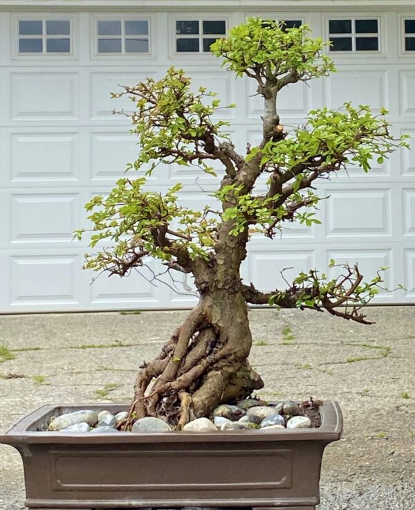 Bonsai - Image 2