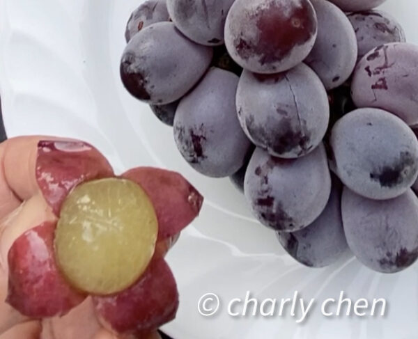 Vitis labruscana vines "Kyoho" improved (Juicy pulp with separation).   free shipping