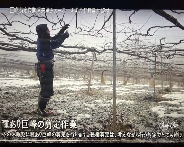 Vitis labruscana vines "Kyoho" improved (Juicy pulp with separation).   free shipping - Image 9
