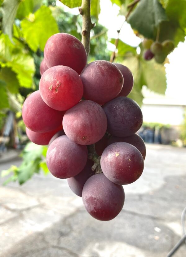 Vitis labruscana vines "Kyoho" improved (Juicy pulp with separation).   free shipping - Image 4