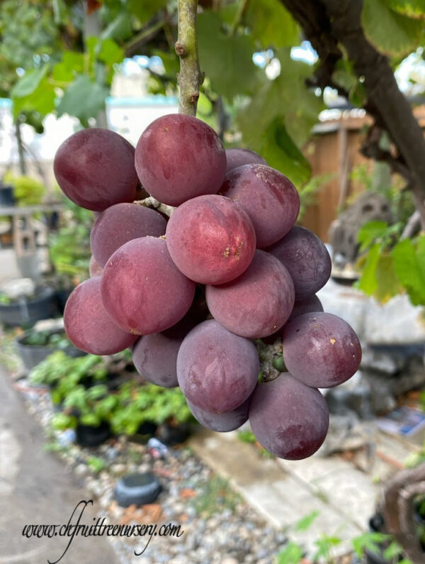 Vitis labruscana vines "Kyoho" improved (Juicy pulp with separation).   free shipping - Image 5