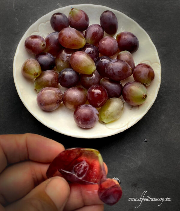 Vitis labruscana vines "Kyoho" improved (Juicy pulp with separation).   free shipping - Image 2