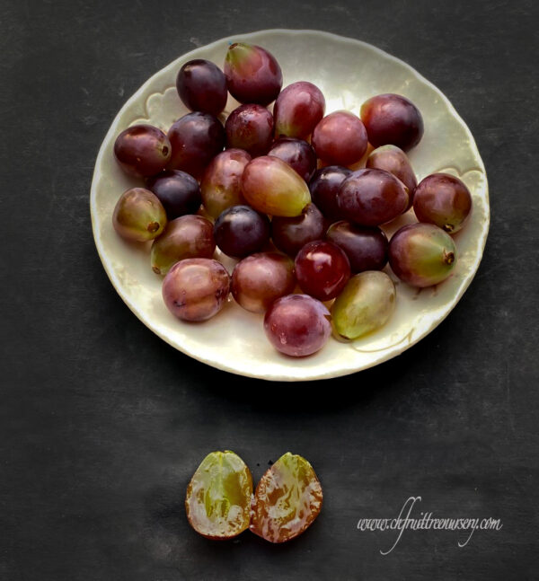 Vitis labruscana vines "Kyoho" improved (Juicy pulp with separation).   free shipping - Image 3