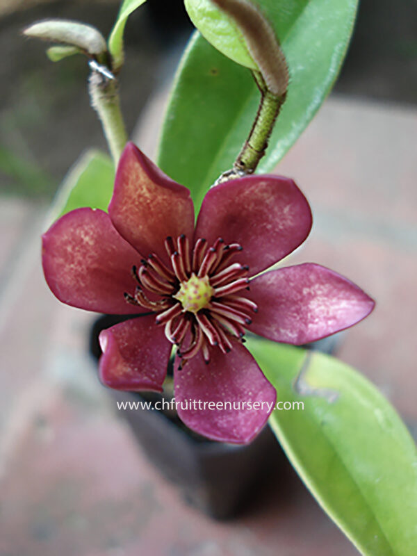 Red Michelia Fuscata <<< free shipping >>> - Image 3