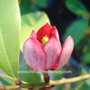 Red Michelia Fuscata <<< free shipping >>>