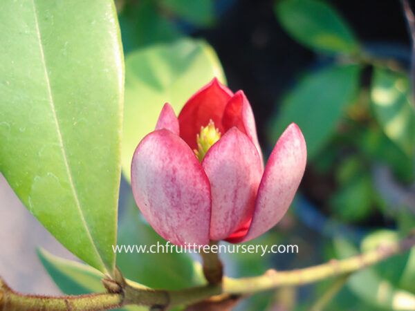 Red Michelia Fuscata <<< free shipping >>>