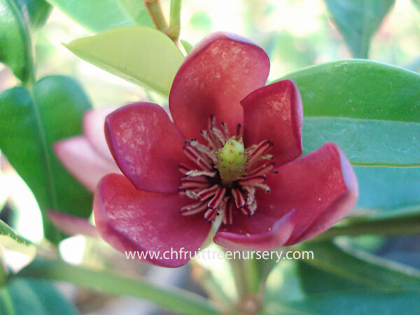 Red Michelia Fuscata <<< free shipping >>> - Image 2