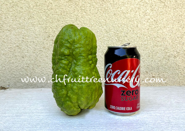 KingKong Guava  >>> Transformers <<< free shipping >>> - Image 2