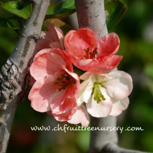 'Toyo Nishiki ' Japanese Flowering Quince