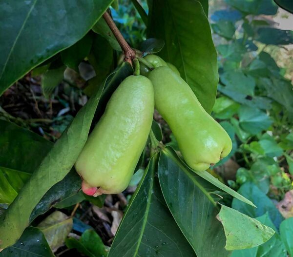 Thai long Sugar Wax apple (seedless)  limited production.<<< free shipping >>> - Image 2