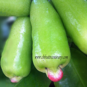 Thai long Sugar Wax apple (seedless)  limited production.<<< free shipping >>>
