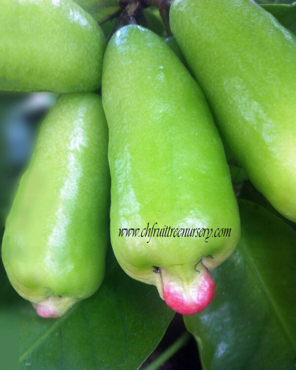 Thai long Sugar Wax apple (seedless)  limited production.<<< free shipping >>>