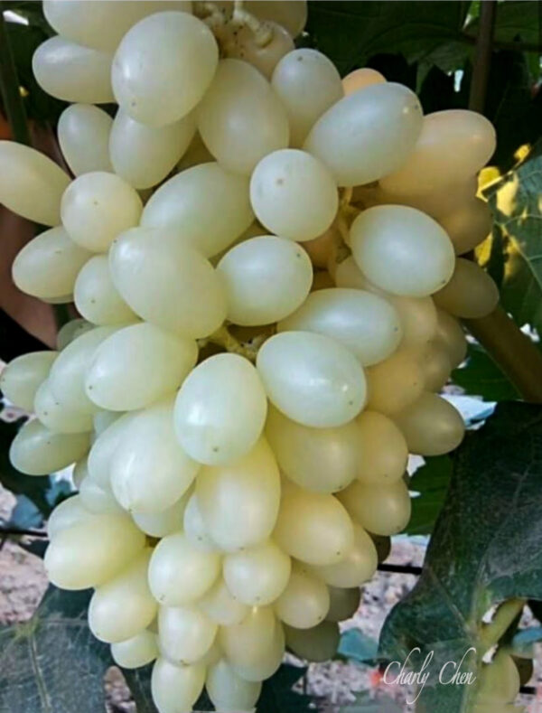White grape...   Concentration of fragrance. French wine varieties .free shipping - Image 2