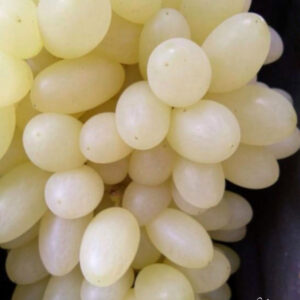 White grape...   Concentration of fragrance. French wine varieties .free shipping