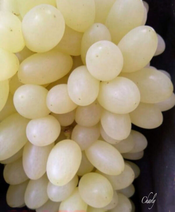 White grape...   Concentration of fragrance. French wine varieties .free shipping
